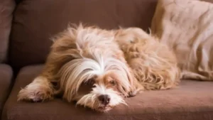 Boostez vos Gains : 10 Niches d'Affiliation à Forte Commission 6 niche Animaux de Compagnie